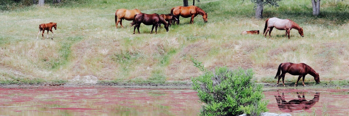 Lantana Horse Ranch